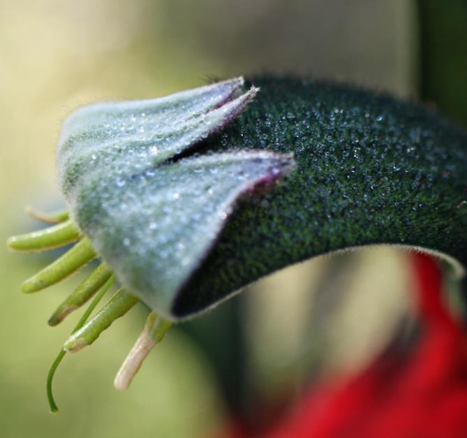 Anigozanthos manglesii - Pata de Canguru Vermelho e Verde, Kangaroo Paw