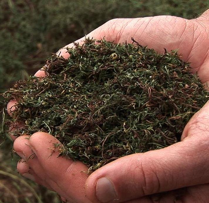 Artemisia annua - Artemisia Doce, Artemisia Antimalárica, Erva Mágica, Chinese Wormwood, Qing Hao