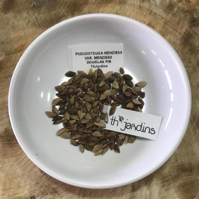 Pseudotsuga menziesii var. menziesii  - Coast Douglas Fir, Douglas Fir, Abeto Douglas da Costa, Pinheiro do Oregon