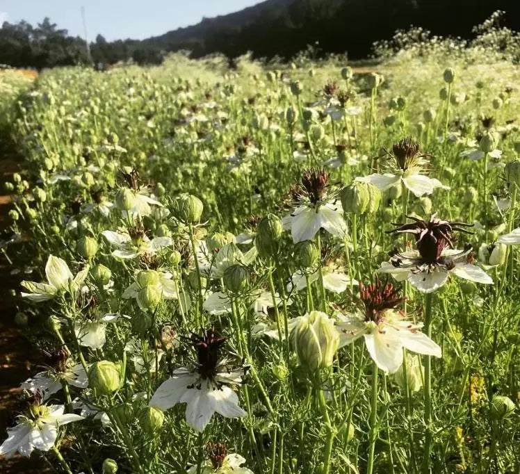 Nigella papillosa 'African Bride' - Amor em uma Névoa Rainha Africana, Love in a Mist, Flor Amor na Neblina, Nigella