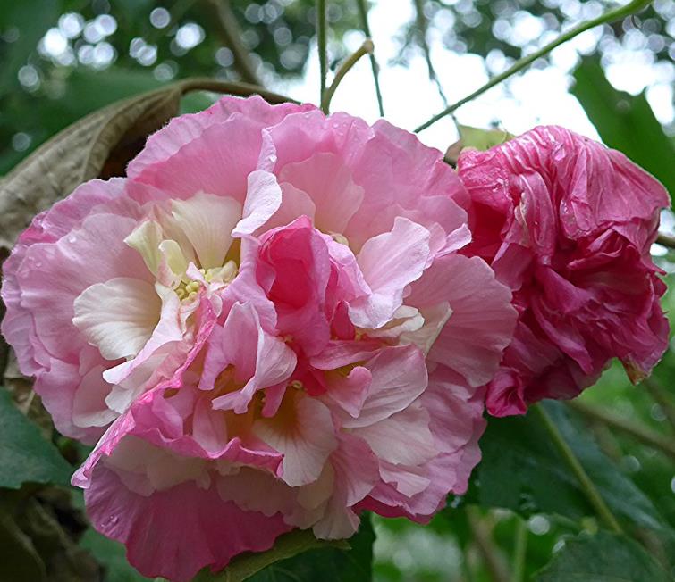 Hibiscus mutabilis - Rosa Confederada, Rosa Louca, Mimo de Vênus, Dixie Rosemalow