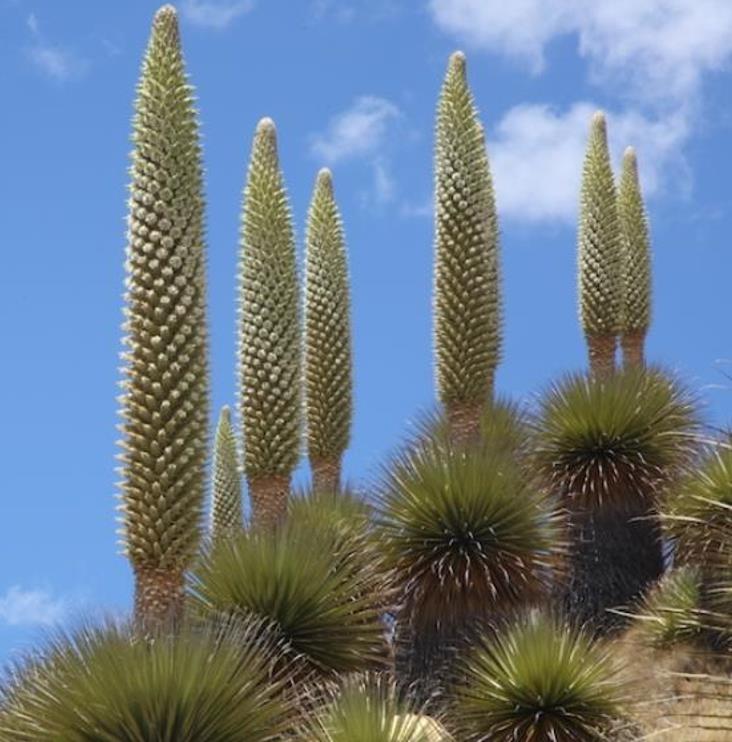 Puya raimondii (maior bromélia do mundo) - Bromélia Gigante, Rainha das Bromélias, Rainha dos Andes