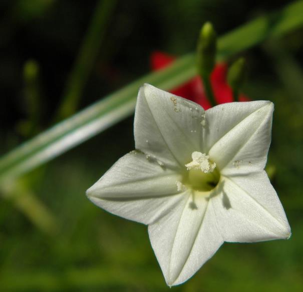Ipomoea quamoclit Feathers (Pennata) - Mix (branca, rosa e vermelha) - Trepadeira cipreste, Videira cipreste Glória da m