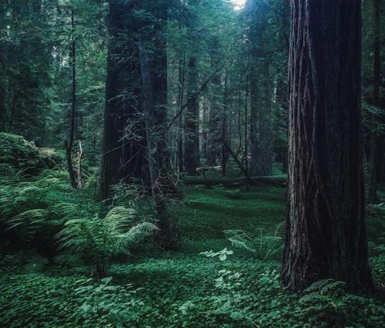 Sequoia sempervirens - Sequoia Sempre Verde, Sequoia Costeira, Sequoia Vermelha, Coast Redwood