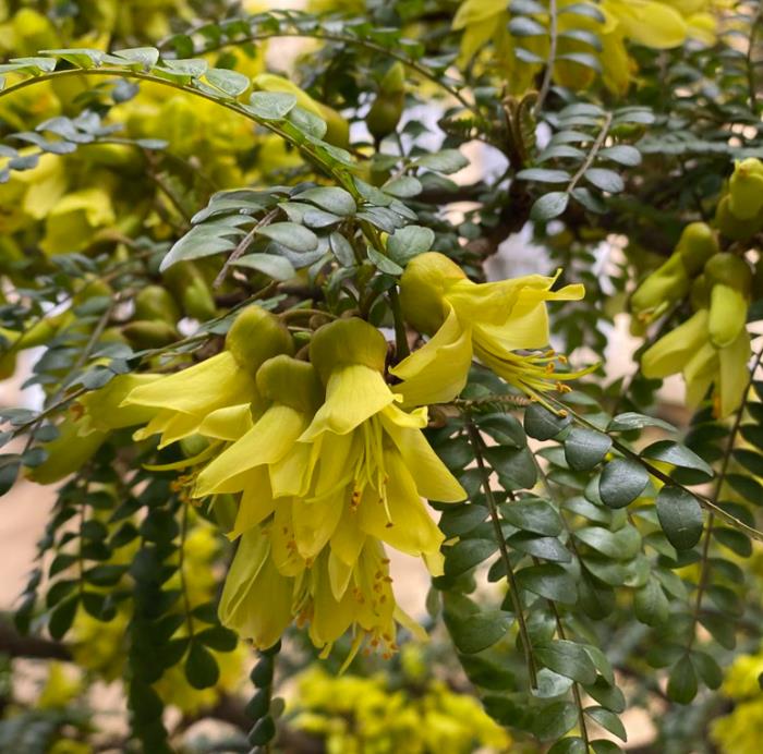 Sophora tetraptera - Kowhai, Árvore Laburnum da Nova Zelândia