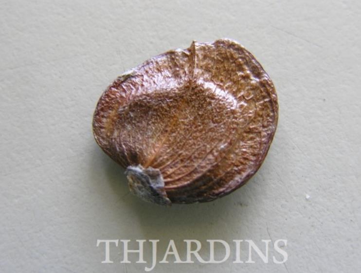 Nyctanthes arbor-Tristis - Jasmim da Noite, Árvore da Tristeza, Parijat