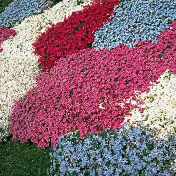 Aubrieta giant Superbissima mix - Agrião de Rocha Soberba, Aubrieta de Rocha Soberba Gigante
