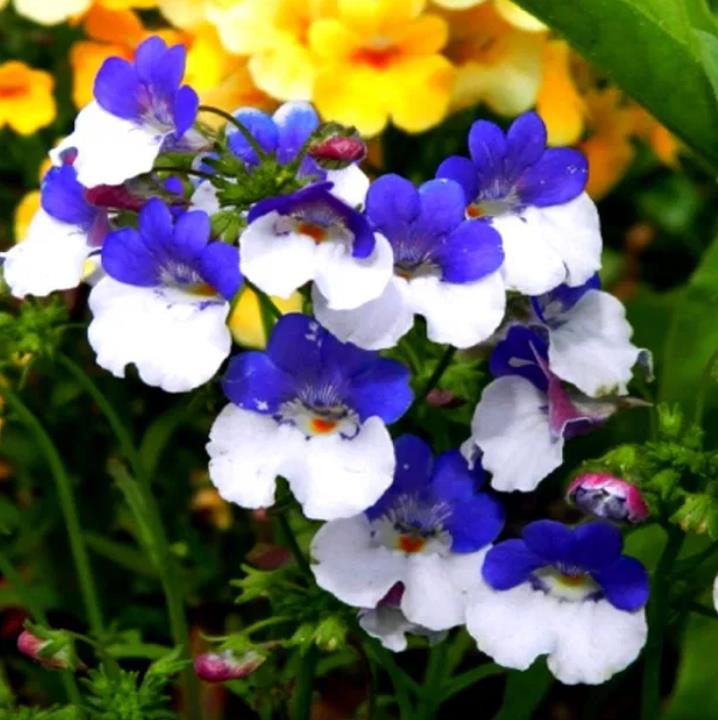Nemesia strumosa KLM - Arlequim KLM, Jóia do cabo KLM, Nemésia KLM