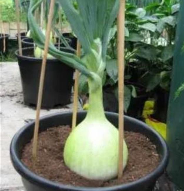 Allium cepa Exibicion Onion (C.O) - Cebola Gigante, Cebola Guinness, Cebola Outback