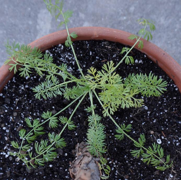 Nigella sativa (Certificação Orgânica) - Cominho Preto Verdadeiro, Cominho Negro, Black Cumin, Cominho Tempero, Alcaravi