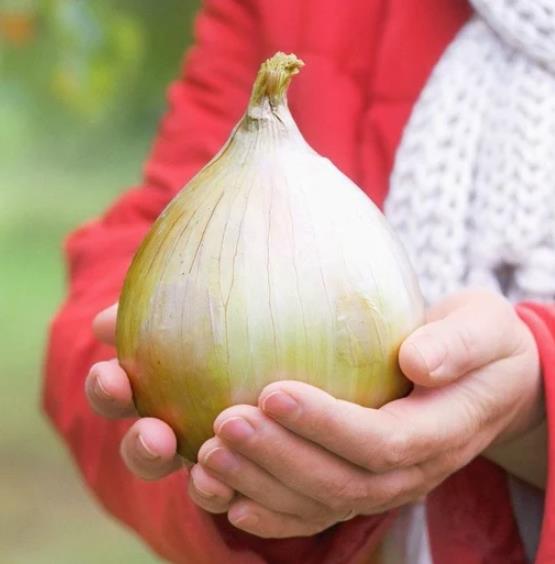 Allium cepa Exibicion Onion (C.O) - Cebola Gigante, Cebola Guinness, Cebola Outback