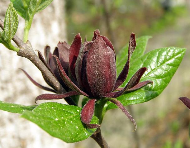 Calycanthus floridus - Carolina pimenta da Jamaica, Arbusto abacaxi, Arbusto morango, Arbusto doce