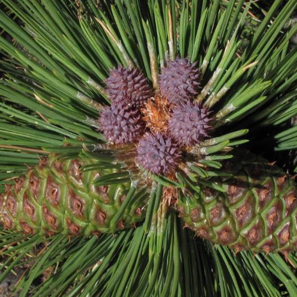 Pinus ponderosa - Pinheiro ponderosa, Pinheiro amarelo, Pinheiro Blackjaks