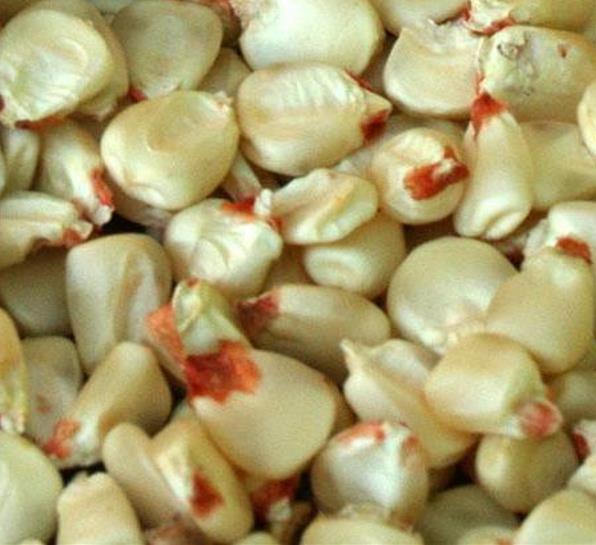 Zea mays Tennessee Red Cob (C.O) - Milho Branco da Espiga Vermelha do Tennessee