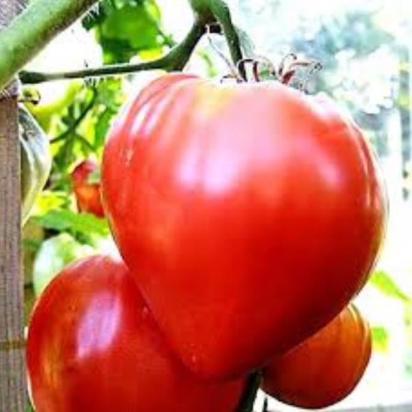 Solanum lycopersicon Oxheart Giant (C.O) - Tomate Gigante Coração-de-Boi, Tomate Coração de Boi Gigante