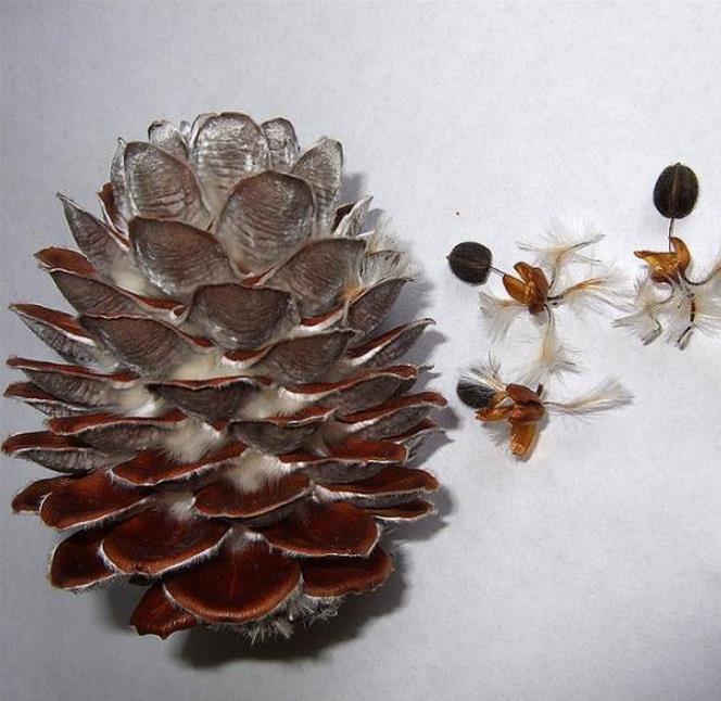 Leucadendron argenteum - Protea Árvore de Prata, Silver Tree, Leucadendron Prata