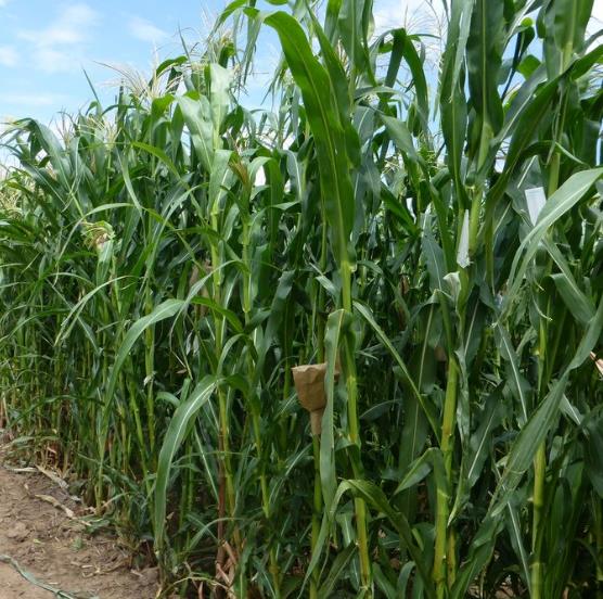 Zea mays Chapalote (C.O.) - Milho Chapalote, Milho Chapalote Amêndoa