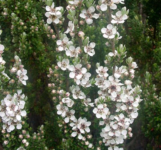 Leptospermum rupreste (L.scoparium Prostatum) - Arbusto do Mel rupreste, Murta de Mel do muro, Arbusto de Chá prostrado