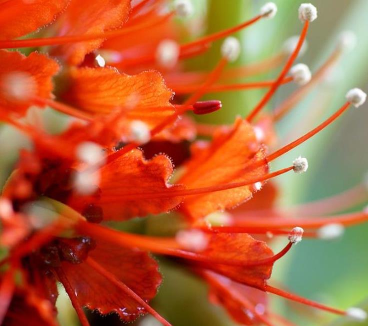 Greyia sutherlandii  - Escova de Garrafa Sul Africana, Mamadeira de Natal, Natal Botlebrush, Pincel de