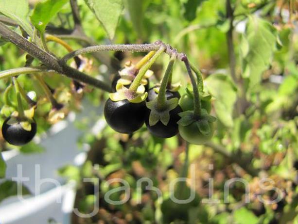 Solanum burbankii - Cereja Maravilha, Cereja do Sol, Wonderberry, Sunberry