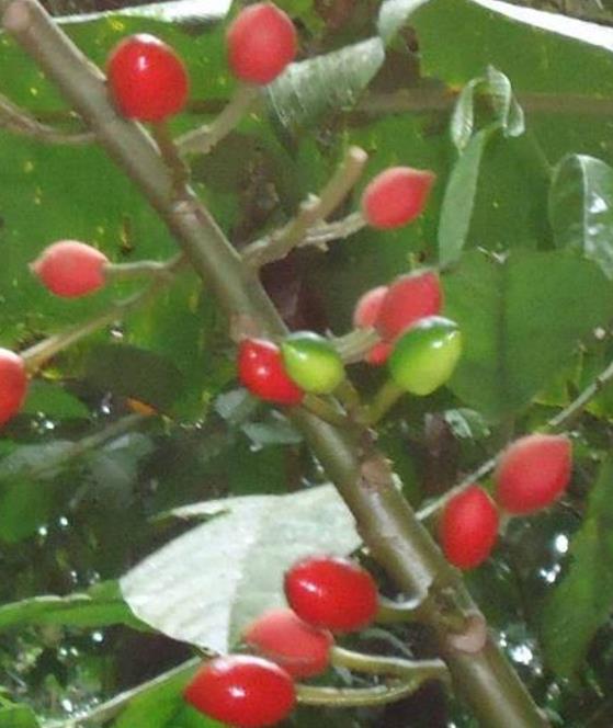 Carica microcarpa ssp. Baccata (Vasconcellea microcarpa) - Mamão Papaia Microcarpa, Papaia Figo, Mamão Figo