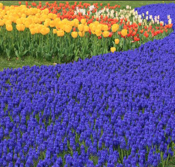 Muscari armeniacum - Jacinto Uva, Jacinto de uva Armênio