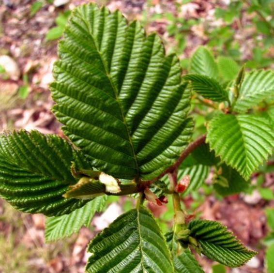 Alnus rubra - Amieiro Vermelho, Amieiro do Oregon, Amieiro Ocidental
