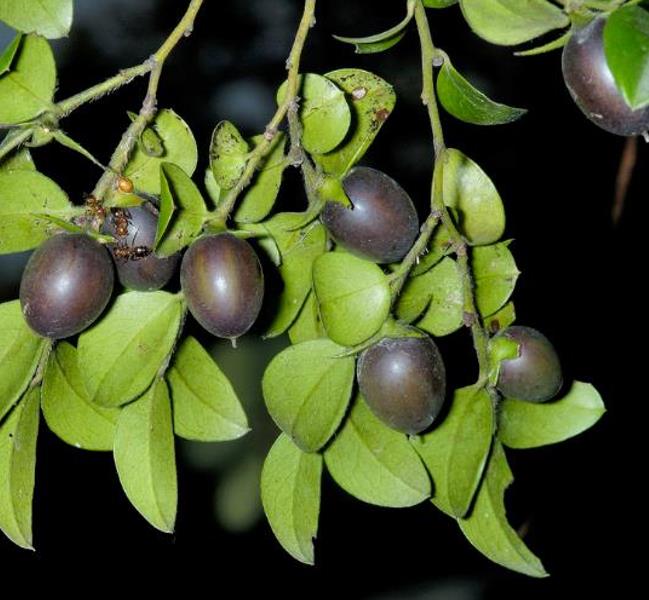Diospyros vaccinioides - Mini-caqui, Caqui-uva, Small Persimmon, Pequeno Caqui