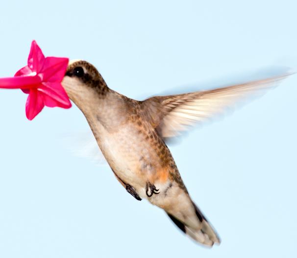 Ipomoea quamoclit Feathers (Pennata) - Mix (branca, rosa e vermelha) - Trepadeira cipreste, Videira cipreste Glória da m