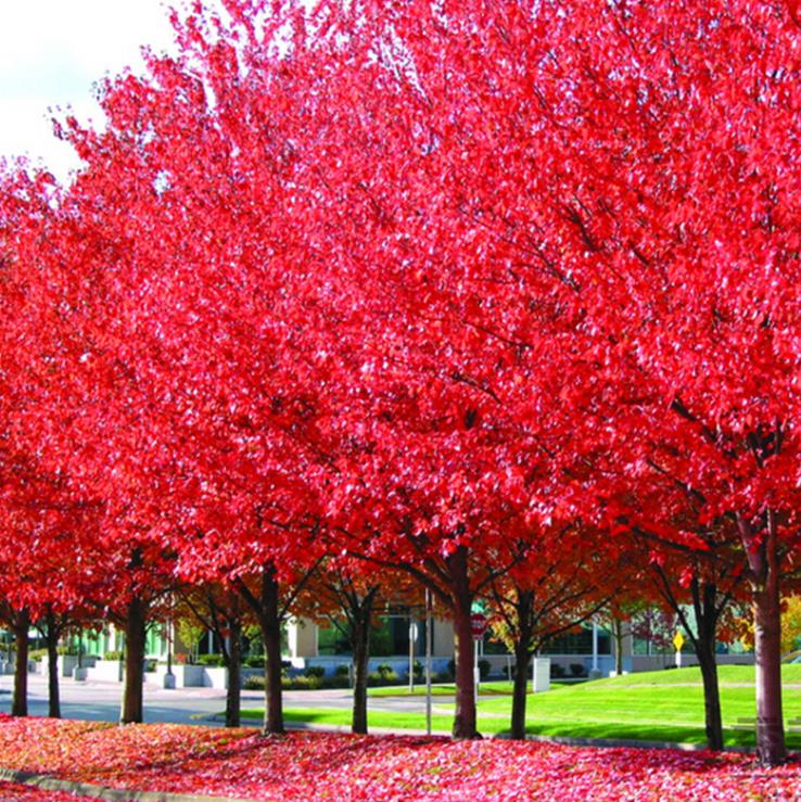 Acer rubrum - Bordo Vermelho, Maple Vermelho