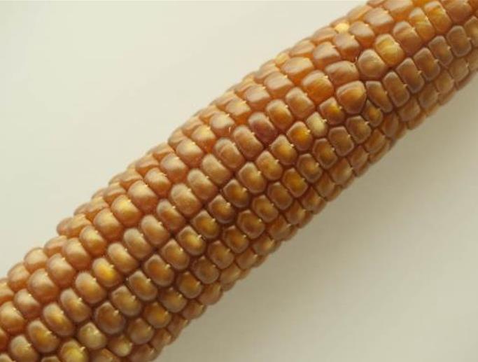 Zea mays Chapalote (C.O.) - Milho Chapalote, Milho Chapalote Amêndoa