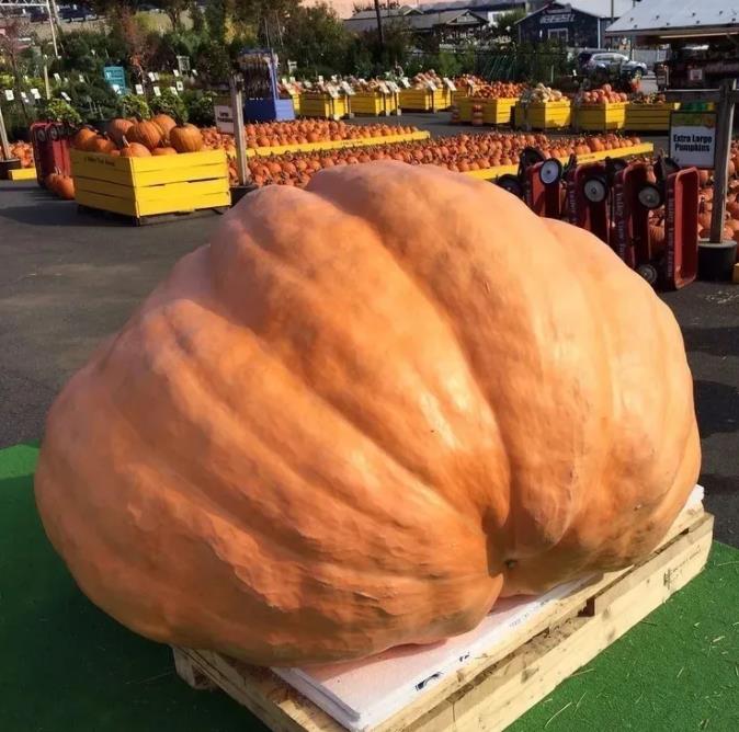 Curcubita maxima Dills Atlantic Giant - Abobora Gigante - Dills Atlantic Giant