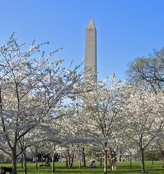 Prunus Yedoensis X - Cerejeira Ornamental, Cereja De Tóquio, Cerejeira Do Japão, Cereja Yoshino