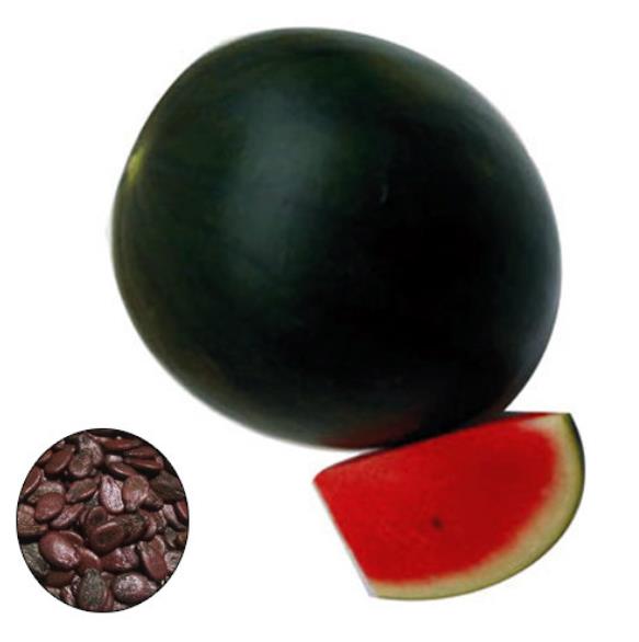 Citrullus lanatus Sugar Baby (VERDADEIRA) - Melancia Doce Mini, Mini Melancia doce