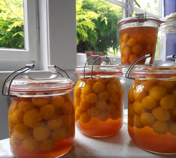 Prunus domestica 'Golden Honey' - Ameixeira, Ameixa Mel Dourado