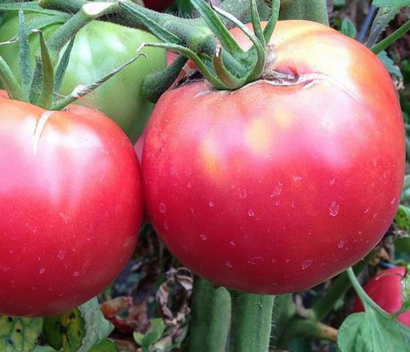 Solanum lycopersicon Rose de Berne - Tomate Rosado de Berna, Tomate Rosa da Suíça, Tomate Rose de Berne