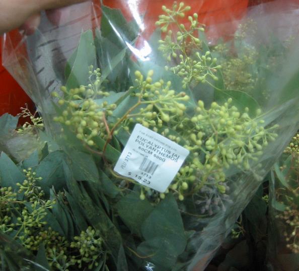 Eucalyptus polyanthemos Ssp Polyanthemos - Eucalipto Caixa Vermelha, Red Box Eucalyptus, Caixa de Poplar, Redbox Silver