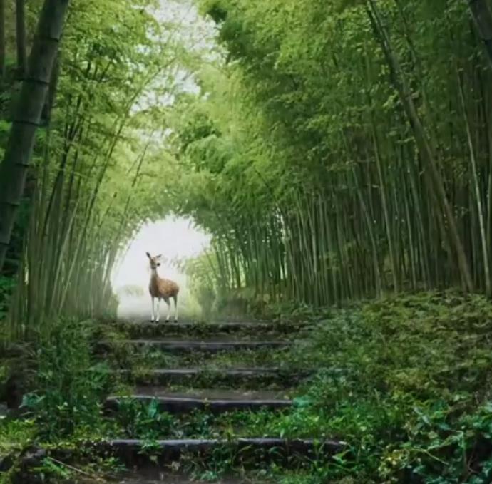 Phyllostachys pubescens (Phyllostachys edulis) - Bambu Mossô, Bambu Gigante Mossô