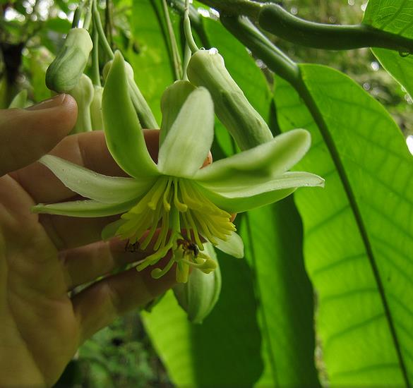 Passiflora macrophylla - Maracujá de árvore, árvore da flor da paixão, granadila del monte