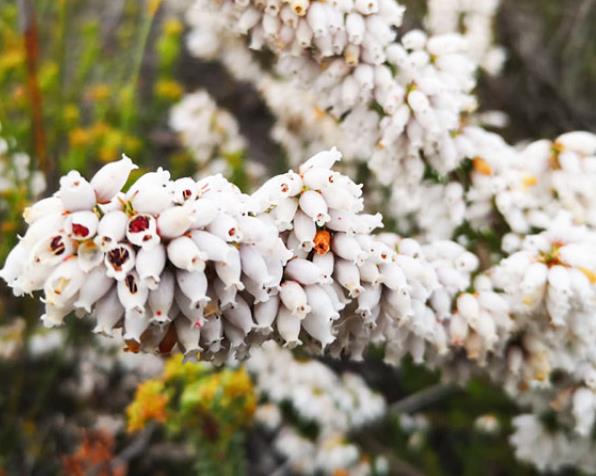 Erica caffra - Erica branca perfumada, Charnecas, Erica perfumada