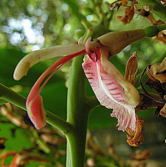 Alpinia galanga (Rizoma) - Galanga, Kew Lam (Gengibre Azul), Thai Ginger, Galangal (Rizoma)