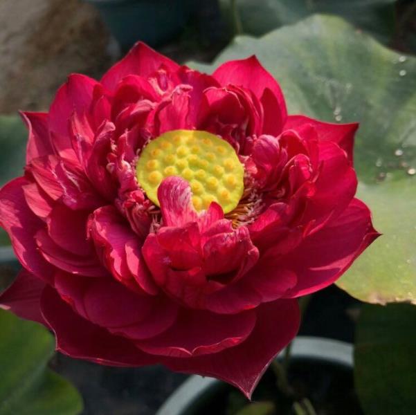 Nelumbo nucifera 'Vermelha' - Lótus Vermelha , Flor de Lótus Vermelha, Lótus Sagrado, Lótus-da-Índia