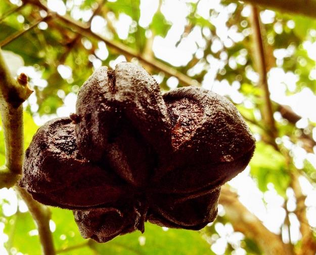 Plukenetia volubilis - Sacha Inchi, Amendoa Inca, Amendoa Lopo
