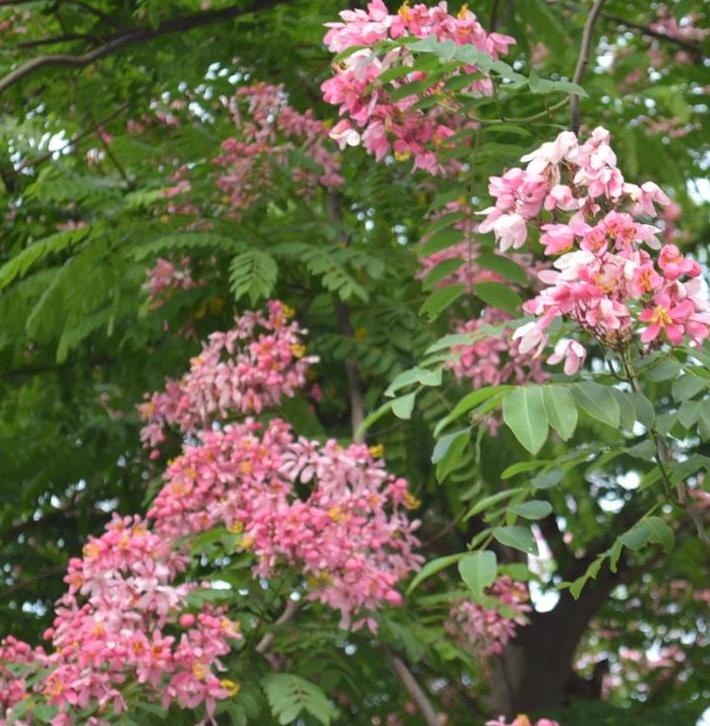 Cassia javanica ssp. Nodosa - Cassia Flor de Maçã, Cassia Rosa, Cassia Javanesa, Cássia Chuveiro de Java