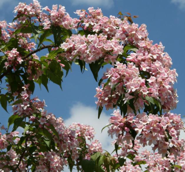 Kolkwitzia amabilis 'Pink Cloud' - Arbusto de Beleza 'Nuvem Rosa', Arbusto Nuvem Rosa, Pink Beautybush
