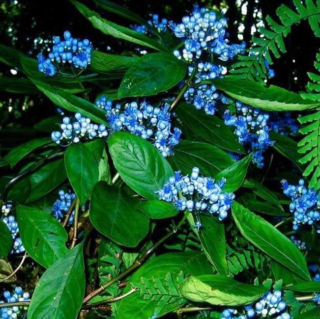 Dichroa febrifuga - Hortência Tibetana, Hortênsia Perene Azul, Quinino Chinês