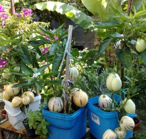 Solanum muricatum - Melão-Pera, Melão Andino, Melão dos Andes, Pepino doce