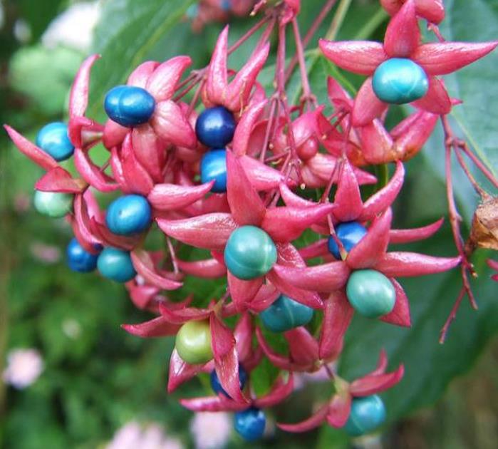 Clerodendrum trichotomum 'Fargesii' - Clerodendro Glorioso, Clerodendro Arlequim, Árvore Manteiga de Amendoim, Arlequi