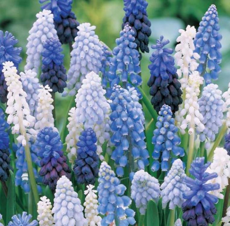 Muscari spp Mix - Jacinto Uva Floração Mix
