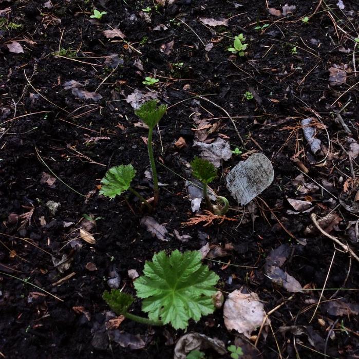 Darmera peltata (Peltiphyllum peltatum) - Planta Guarda-Chuva, Ruibarbo Indiano,Umbrella Plant, Indian Rhubarb